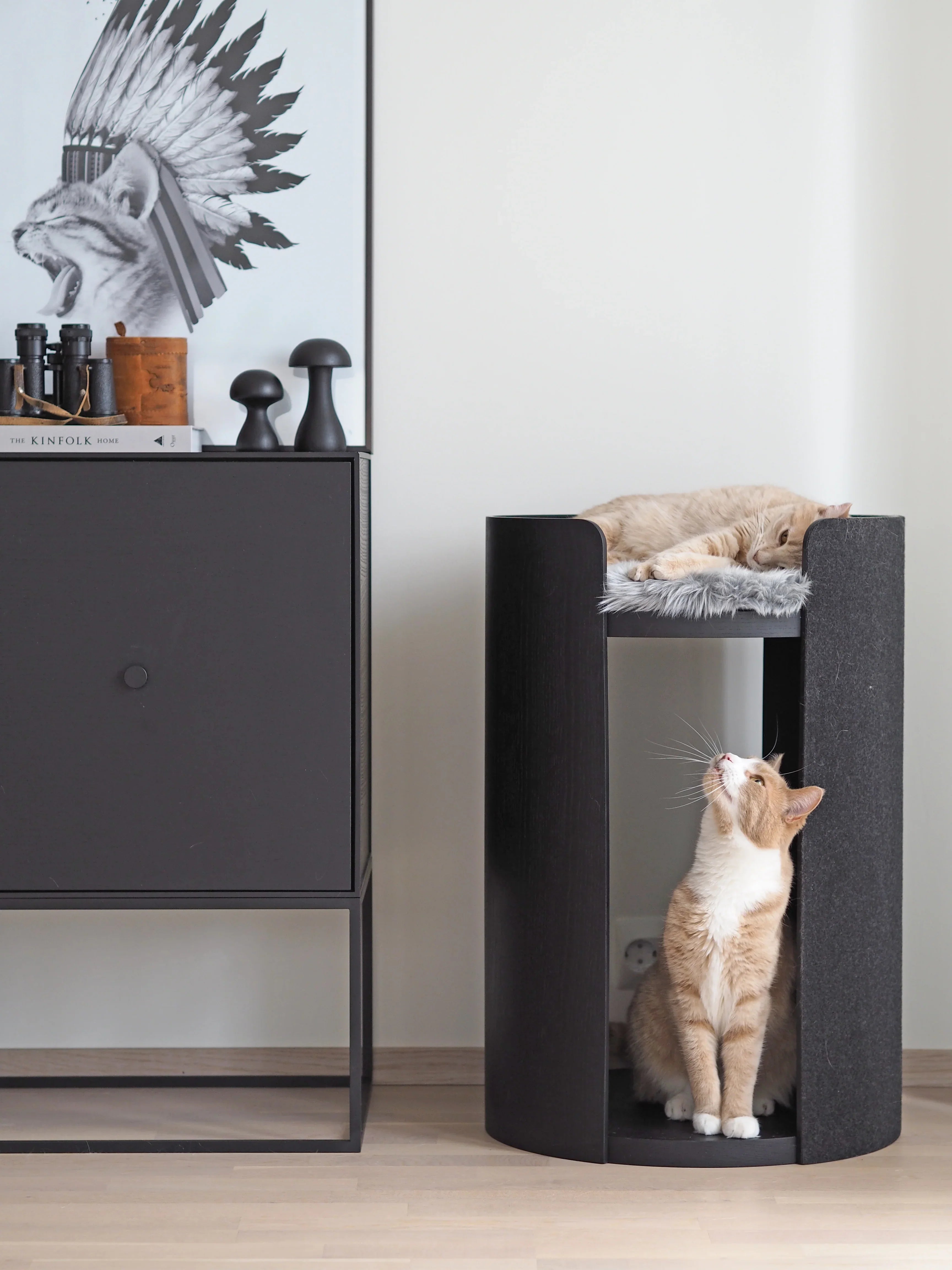 Maison Féline Collection