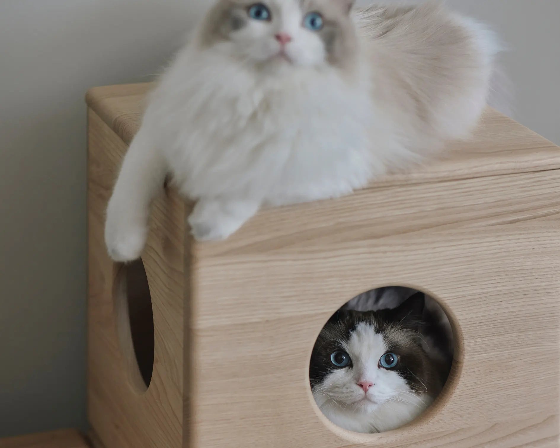 Sakura Sanctuary Nest